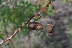 Diplolepis variabilis