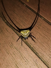 Macracantha arcuata
