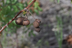 Diplolepis variabilis