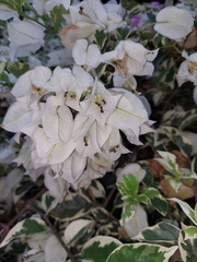 Bougainvillea spectabilis