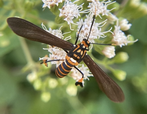 Texas Wasp Moth photo 5