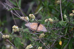 Danaus erippus