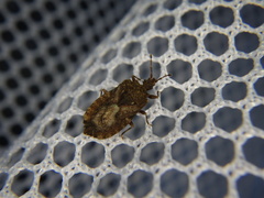 Usingerida verrucigera