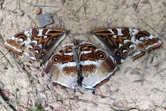 Morpho cisseis