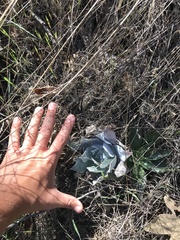 Dudleya pulverulenta