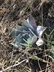 Dudleya pulverulenta