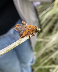 Cadeguala occidentalis