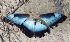 Morpho cisseis
