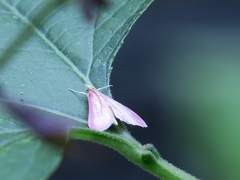 Pyrausta inornatalis