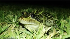 Leptodactylus luctator