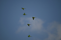 Thectocercus acuticaudatus