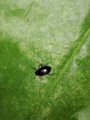 Eucyrtus annulipes