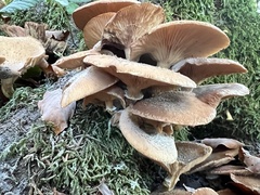 Armillaria cepistipes