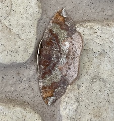 Astygisa chlororphnodes