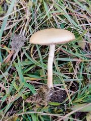 Protostropharia semiglobata