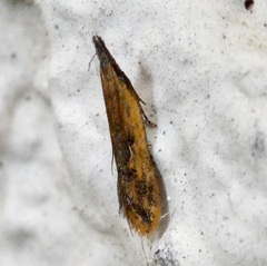 Dichomeris acuminatus