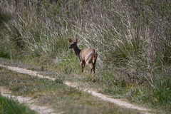 Mazama gouazoubira