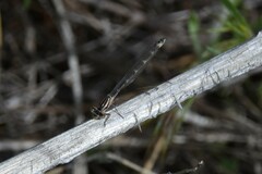 Coenagrionidae