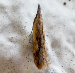 Dichomeris acuminatus