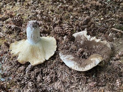 Russula brevipes acrior