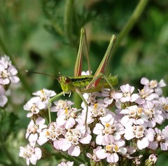 Gomphomastax clavata