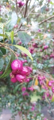 Syzygium paniculatum