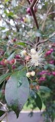 Syzygium paniculatum