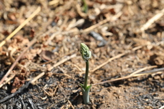 Albuca glauca
