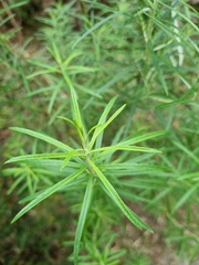 Cassinia longifolia