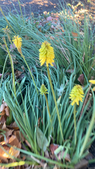 Kniphofia uvaria