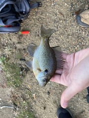 Lepomis macrochirus