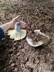 Russula brevipes acrior