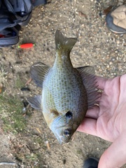 Lepomis macrochirus