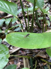 Bantiinae