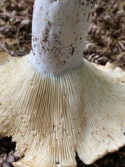 Russula brevipes acrior