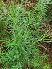 Cassinia longifolia