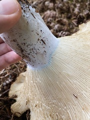 Russula brevipes acrior