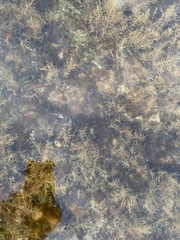 Cystoseira humilis