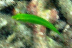 Halichoeres chloropterus