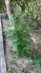 Lygodium japonicum