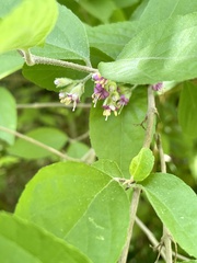 Callicarpa mollis
