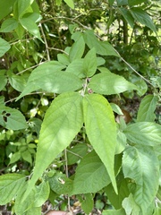 Callicarpa mollis