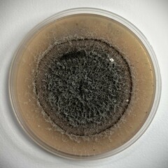 Stilbocrea gracilipes