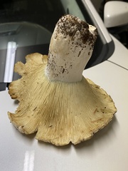 Russula brevipes acrior