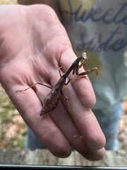 Stagmomantis