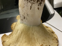 Russula brevipes acrior