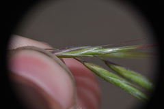 Bromus
