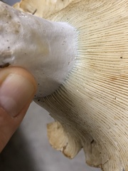 Russula brevipes acrior