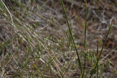 Bromus