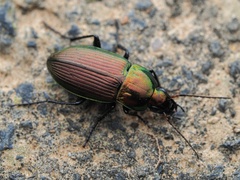 Poecilus